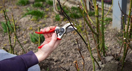 A hand holds secateurs and cuts a branch of a rose bush. selective focus
