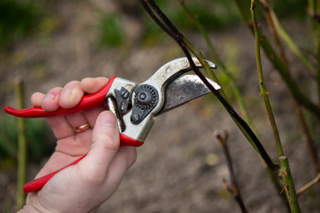 A hand holds secateurs and cuts a branch of a rose bush. selective focusの写真素材