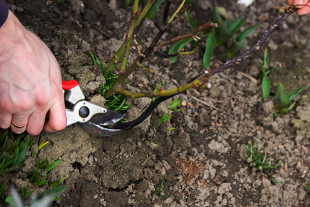A hand holds secateurs and cuts a branch of a rose bush. selective focus