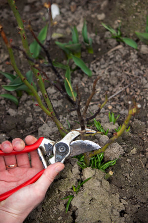 A hand holds secateurs and cuts a branch of a rose bush. selective focusの写真素材