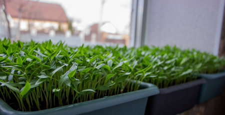 Pepper seedlings in a tray on the windowsill, growing seedlings, close-up. selective focusの写真素材
