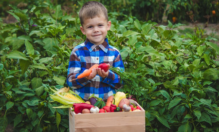 boy with a box of vegetables in the garden. selective focusの写真素材