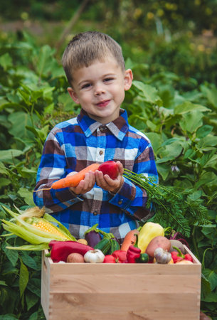 boy with a box of vegetables in the garden. selective focusの写真素材