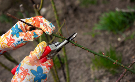 a farmer cuts dry branches of a rose bush. selective focusの写真素材