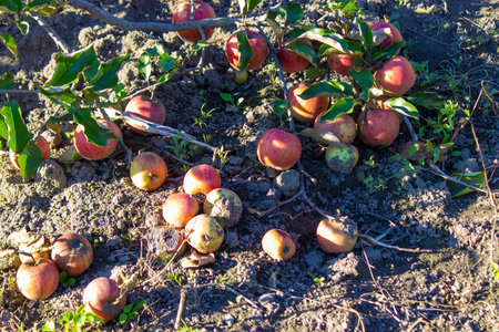 autumn day. village garden. Ripe red apples on a tree and in a box are in the frame. selective focusの写真素材