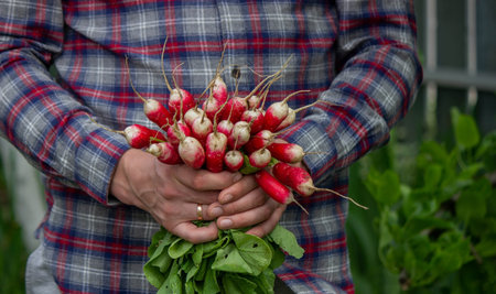 close-up of a bunch of freshly picked radishes in the hands of a farmer. selective focusの写真素材