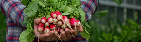 close-up of a bunch of freshly picked radishes in the hands of a farmer. selective focus