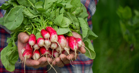 close-up of a bunch of freshly picked radishes in the hands of a farmer. selective focus