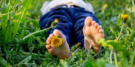 Dandelion baby legs, spring sunny weather. selective focusの写真素材