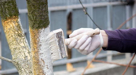 a male farmer covers a tree trunk with protective white paint against pests. selective focusの写真素材