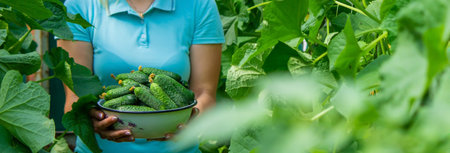 freshly picked cucumbers in hand. selective focus. Natureの写真素材