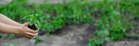 the child holds a sprout in his hands. selective focus. Natureの写真素材