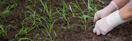 a farmer plants seedlings. selective focus. Nature