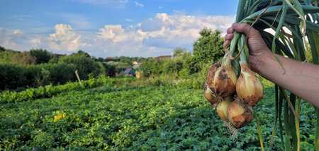 a bunch of fresh onions in the hands of a farmer. Nature. selective focusの写真素材