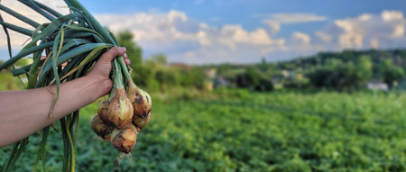 a bunch of fresh onions in the hands of a farmer. Nature. selective focusの写真素材
