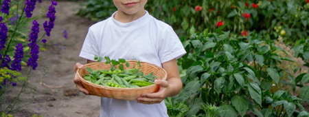 the child is holding a basket with freshly picked peas. selective focusの写真素材