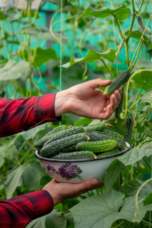 a farmer harvests cucumbers. cucumbers in a bowl. selective focusの写真素材