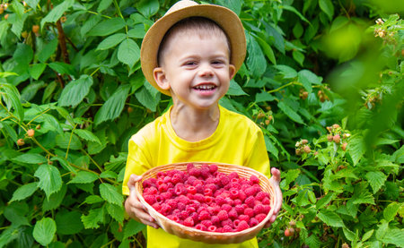 a child eats raspberries, raspberries in a bowl. selective focusの写真素材