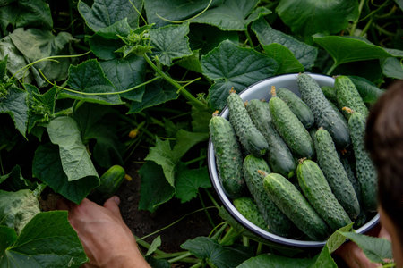 the farmer holds cucumbers in his hands. on the background of the garden. selective focusの写真素材