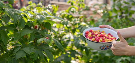 farmer collects raspberries, raspberries in a bowl. selective focus