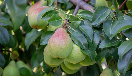 pears grow on a tree, harvest. selective focus. Nature