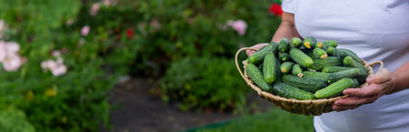 woman farmer holding a basket of cucumbers in the garden. selective focus. Natureの写真素材
