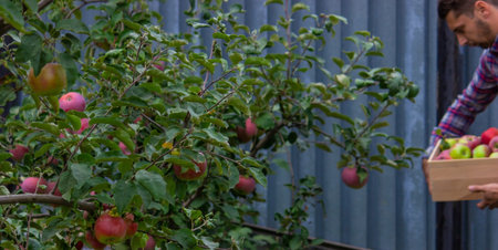 the farmer collects apples in the garden in a wooden box. selective focus