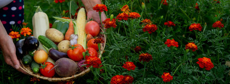 a woman farmer holds a basket with vegetables in her hands. Selective focus. Natureの写真素材