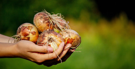 the farmer girl holds an onion in her hands. selective focus. Natureの写真素材
