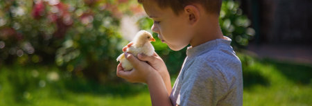 A child holds a chicken in his hands. A boy and a bird. selective focus.の写真素材
