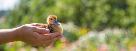 The farmers are holding two ducklings in their hands. Selective focus. natureの写真素材