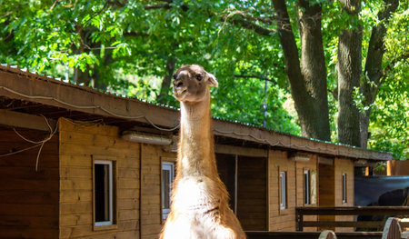 The llama looks into the camera. Selective focus.の写真素材