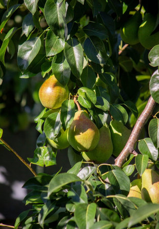 pears grow on a tree, harvest. selective focus. Natureの写真素材