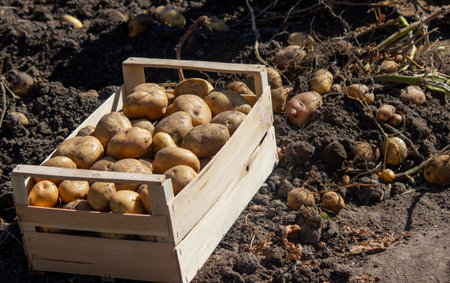 Fresh potatoes in a box in a field. Harvesting potatoes organic.の写真素材