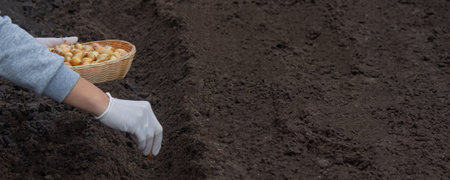 A woman plants onions on a farm. Selective focus. nature