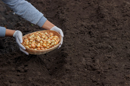 A woman plants onions on a farm. Selective focus. natureの写真素材
