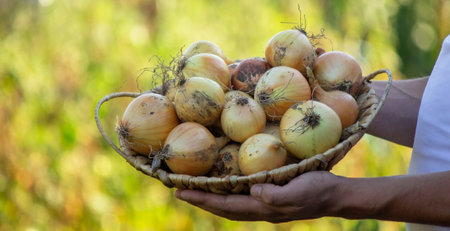 A man farmer holds a harvest of onions in his hands. Selective focus.Nature.の写真素材