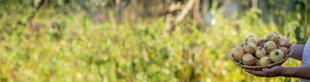 A man farmer holds a harvest of onions in his hands. Selective focus.Nature.の写真素材