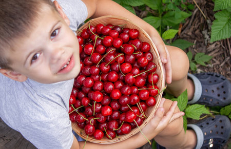 The child picked cherries in the garden. Selective focus.の写真素材