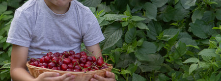 The child picked cherries in the garden. Selective focus.の写真素材
