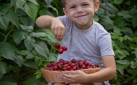 The child picked cherries in the garden. Selective focus.の写真素材