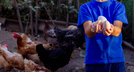 Close-up of little farmer boy showing fresh eggs laid by organically raised chickens in barn on rural farm.の写真素材