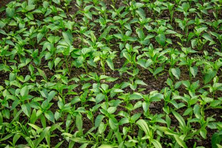 Young seedlings in the ground for reproduction. Plant seedlings.