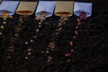 Seeds in bags on the ground. preparation for spring planting. nature.の写真素材