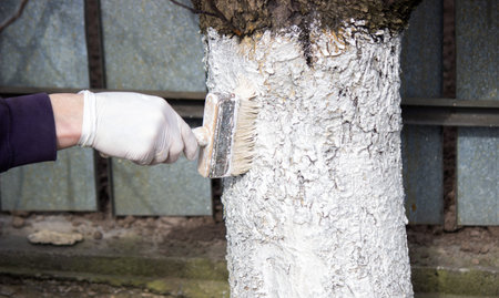a male farmer covers a tree trunk with protective white paint against pests. Selective focus