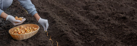 A woman plants an onion in the ground to grow onions.natureの写真素材