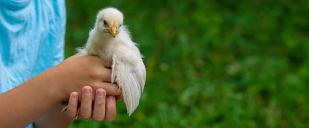 A child is holding a chicken in his hands. A boy is holding a chicken