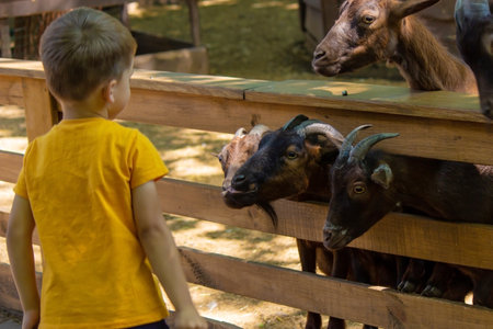 the child feeds from the hands of black horned goats. animalsの写真素材