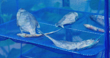 Fish is dried in the sun, drying in a blue net.Dry cooking equipment made of blue mesh.