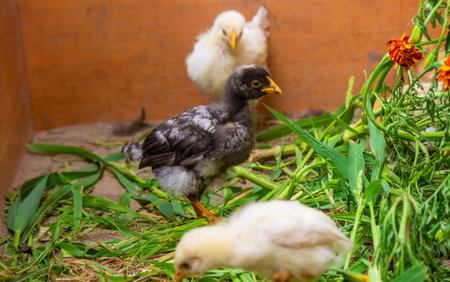 little chickens are walking on the grass.animals.chickenの写真素材